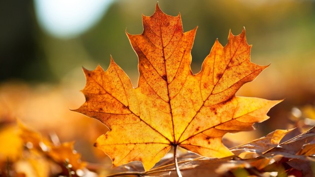 autumn-maple-leaf-close-up-leaf-nature-900x1600